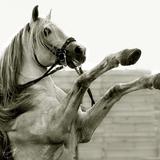 sunil horse